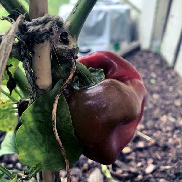 a little capsicum that is ready to be picked