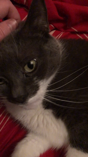 an animated gif of a cat being gently scratched on the top of the head