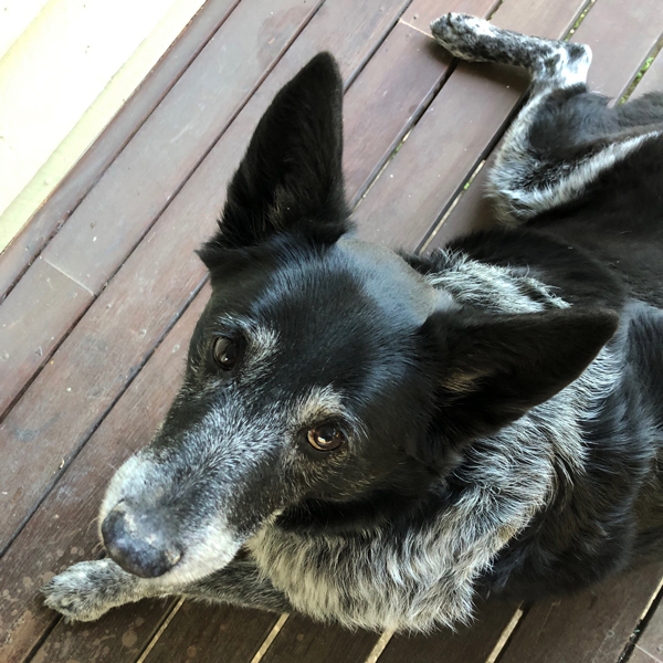 a photo of an australian working dog laying down on a wooden deck