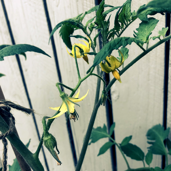 some tomato flowers and one tiny tomato